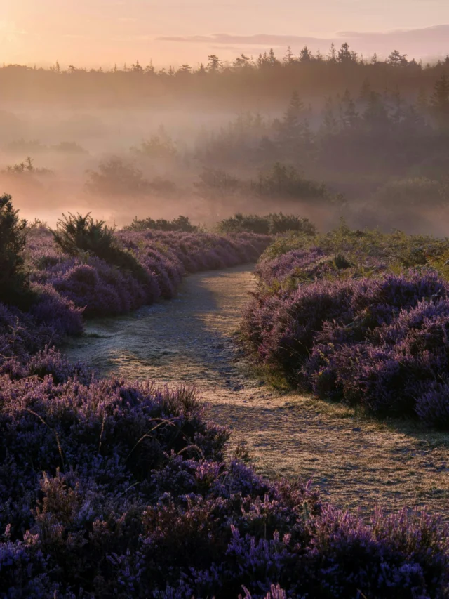 Did you know… heather season paints the New Forest purple from late July to early September? 🪻

Wander through the wild beauty and catch it in full bloom at some of our favourite spots:
📍 Goatspen Car Park
📍 Longslade View
📍 Burbush Hill
📍 Appleslade Walk
📍 Horeshoe Bottom Loop

Have a favourite heather-viewing spot we didn’t mention? Let us know in the comments.

#NewForest #VisitTheNewForest #HeatherSeason