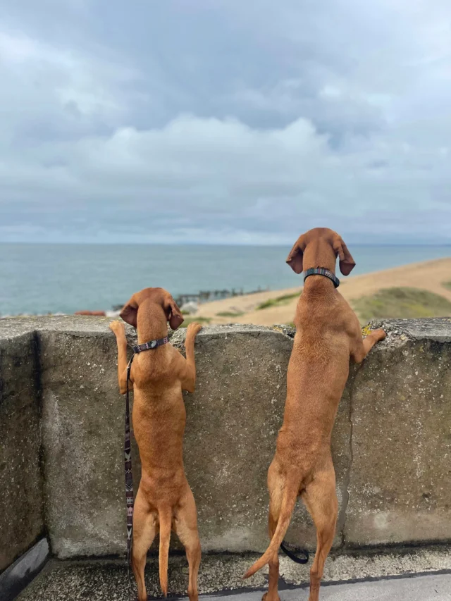Save the date: Wednesday 6th August at 8:30am 🗓️

 Our next Wellness Walk is just around the corner, so mark your calendars and get ready to join us. 

We’ll be heading down to the Sea Wall for a relaxed and sociable walk. It takes about an hour and is open to all abilities. 

There’s no need to book - just turn up, bring your friends (four-legged included 🐾) and we’ll see you then! 

#WellnessWalks