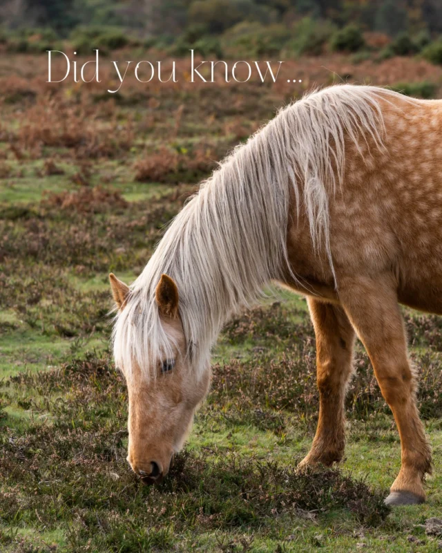 Did you know… August is packed with shows, festivals and fayres celebrating the best of the New Forest?

Swipe to discover what’s on.

#WhatsOn #NewForest