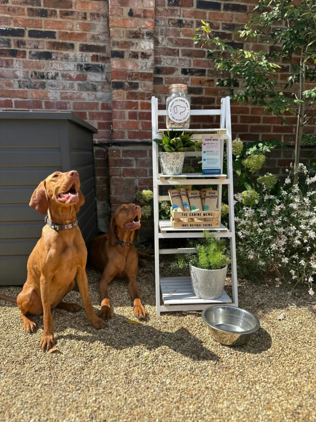 Happy National Dog Day to all our four-legged guests 🐾

#DogFriendlyHotel