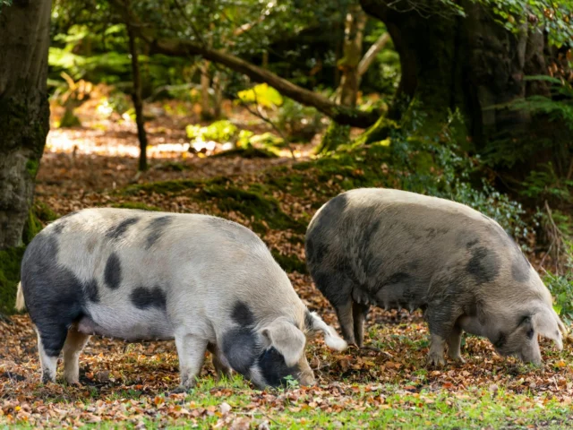 Did you know… Pannage season has officially begun 🍂

Head out into the New Forest and you might spot pigs roaming freely, munching on fallen acorns. This centuries-old tradition not only protects the ponies from acorn poisoning, but dates all the way back to the time of William the Conqueror.

#NewForest #PannageSeason