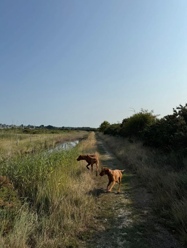 Fresh air, sea views and a peaceful morning stroll… there’s no better way to start your day 🌿

#lymington