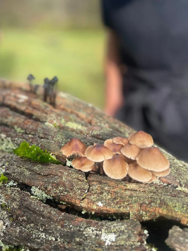 Did you know... The New Forest is home to over 2,700 species of fungi? 🍄
Here are just a few of our recent foraging finds…
Remember the New Forest Code: look, don’t pick. 
#NewForest
