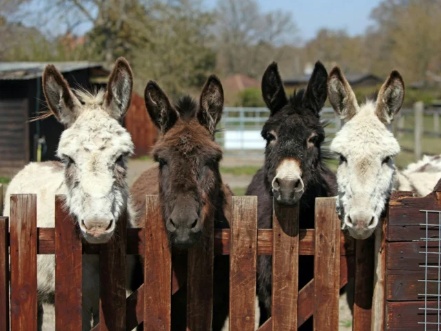 This November, we’re introducing something truly special: our Little Donkey Package 🫏✨

Enjoy a magical New Forest escape, combining boutique comfort and an intimate countryside experience for all ages. The highlight is the Donkey Goodnight Experience, where you’ll help four donkeys settle in for the night with cuddles, supper, and a little bedtime care.

Hosted by our friends at @brockenhurst_donkey_walks, this exclusive experience has limited availability, making it all the more special.