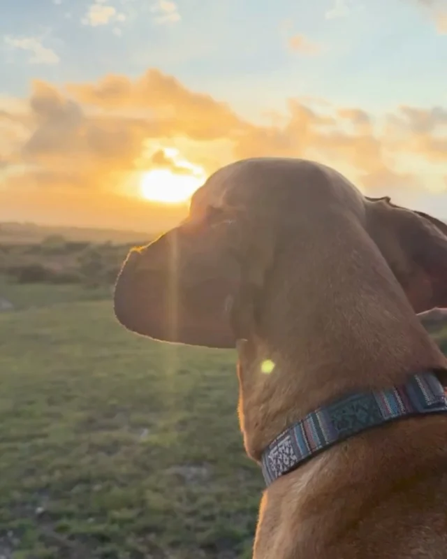Our team know all the hidden corners of the New Forest... Here are some of Blake & Tabi’s favourites:
📍 Setley Plain (📸1-3)
📍 Clay Hill (📸4)
📍 Woodside Park (📸5)
📍 Lymington Sea Wall (📸6)

#NewForest #Lymington