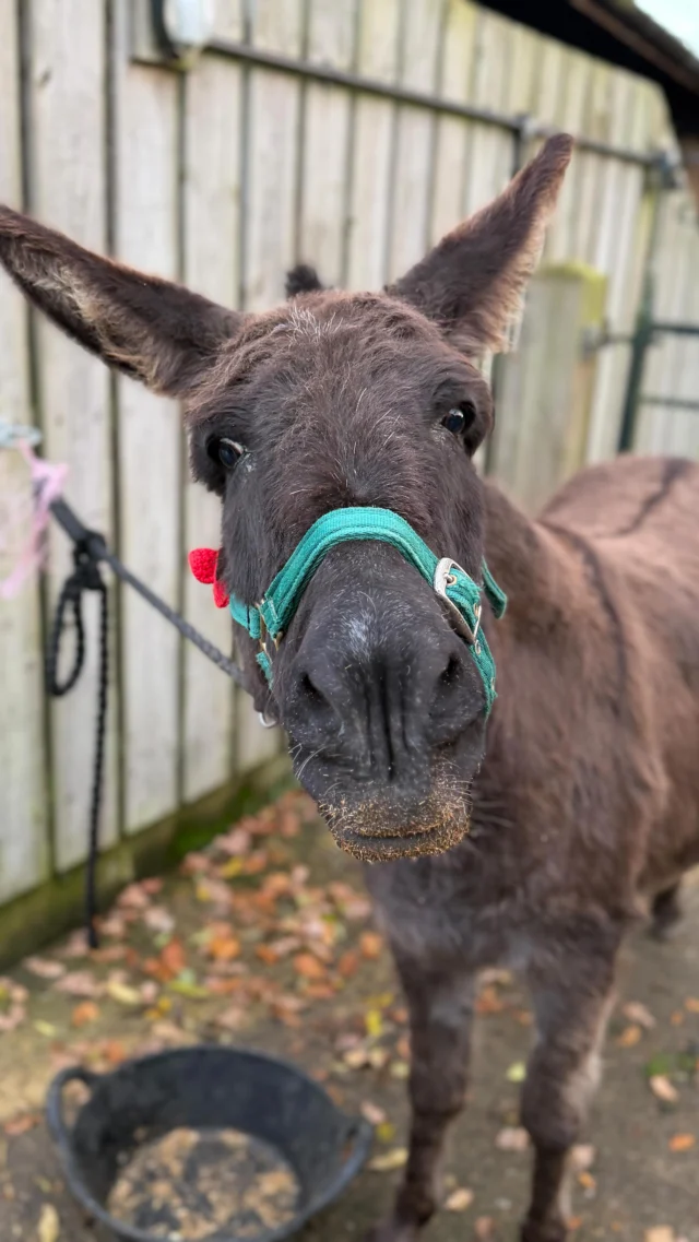 Good night, little donkeys… 🫏💫

Join us for the magical experience of preparing four donkeys for bed - checking them over, offering cuddles, feeding their supper, and settling them into the barn for the night.

Our exclusive experience is available until 31st January.