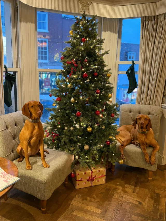 Merry Christmas from Tabi, Blake and the whole Stanwell House team 🎄