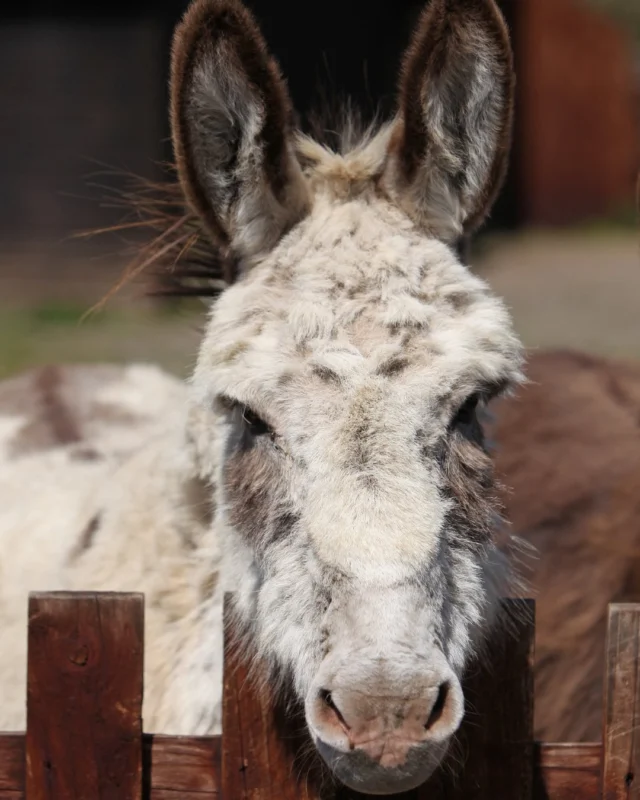 Last chance to book our Little Donkey Package… 🫏✨

Join us for a truly magical evening helping four New Forest Donkeys get ready for bed. From a stroll across the forest and supper time, to settling them into the barn for the night, it’s a personal and unforgettable experience.

This package includes an overnight stay with us, £50 dinner credit and the Goodnight Donkey experience itself, available until 31st January.