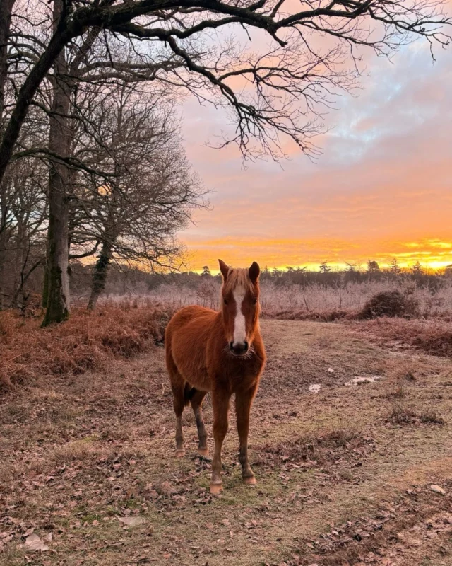 Did you know...? The New Forest has over 140 miles of off-road tracks. 

Perfect for exploring with your pooch, spotting free-roaming ponies and even more magical on a crisp winter’s morning. 

#NewForest #Lymington #Hampshire