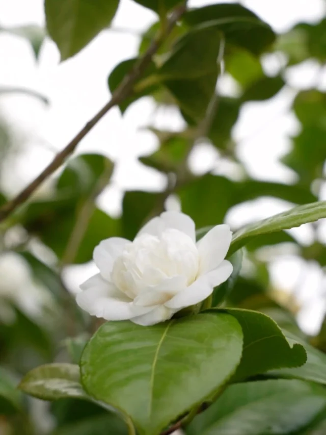 Quiet moments of The Garden in bloom.