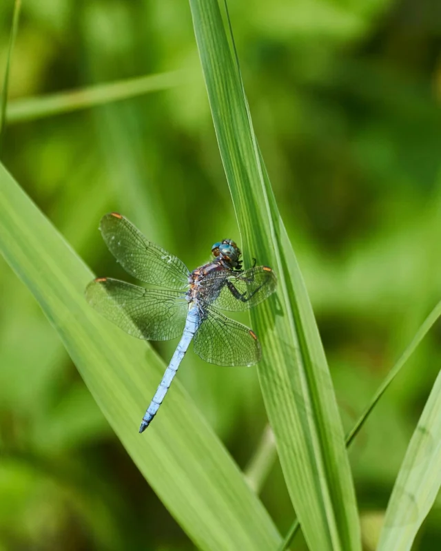 Did you know… the New Forest is home to over 75% of the UK’s dragonfly and damselfly species?

Head out, explore and see how many you can spot.