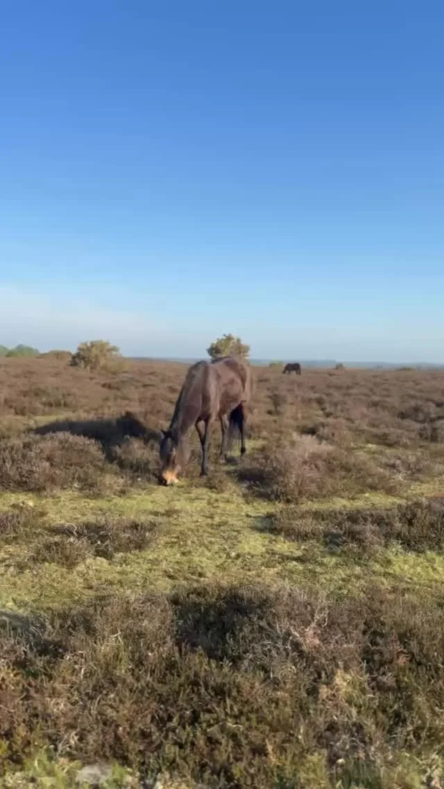 Life in the New Forest… where even the locals take it slow 🌿