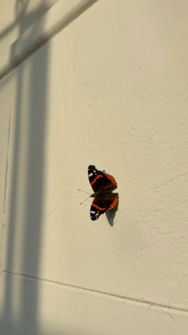 A little visitor in The Orangery 🦋

Did you know… The New Forest is a hotspot for butterflies, with over 40 species recorded?