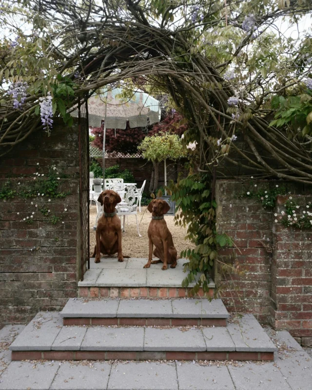 Tabi and Blake approved 🐾☀️

Our walled garden is the perfect place for four-legged friends to stretch out, relax and enjoy something from our canine menu, while you soak up the sunshine. 

Captured by @millykr