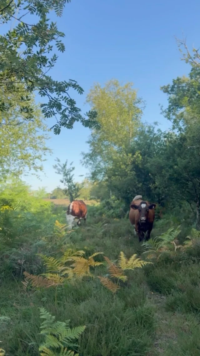 Did you know? The cows roaming freely across the New Forest are protected under the ancient Commoners’ Rights, allowing them to graze across the Forest and helping to preserve this unique landscape.