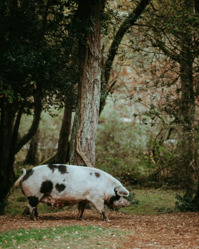 Did you know… pannage season has begun? 

Today marks the first day of this centuries-old New Forest tradition, when pigs are allowed to forage for fallen autumn treats. 

As well as being quite a sight to spot, clearing the Forest floor of acorns helps to protect the free-roaming ponies and cattle.

#NewForestFact