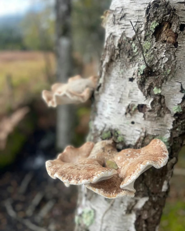 Did you know... the New Forest is home to thousands of species of fungi, with autumn being one of the best times to spot them.

Just remember to look, not pick!