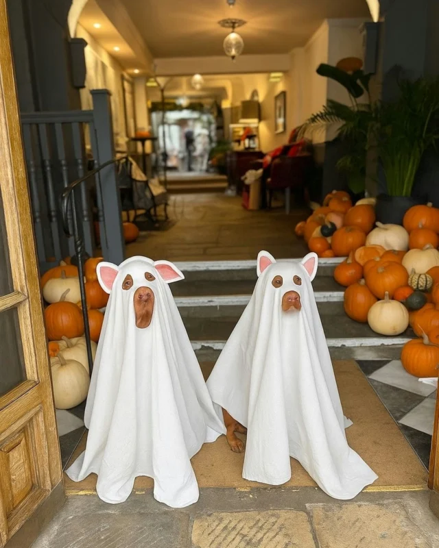 Something spooky has checked in... 

Happy Halloween! 👻🎃